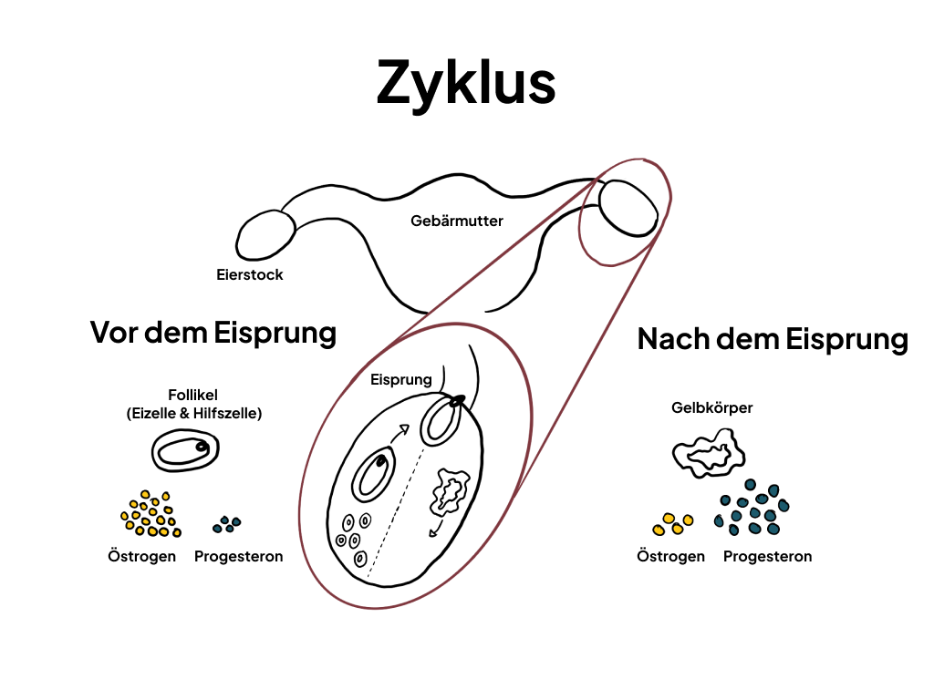 Was passiert im Körper während der Wechseljahre?